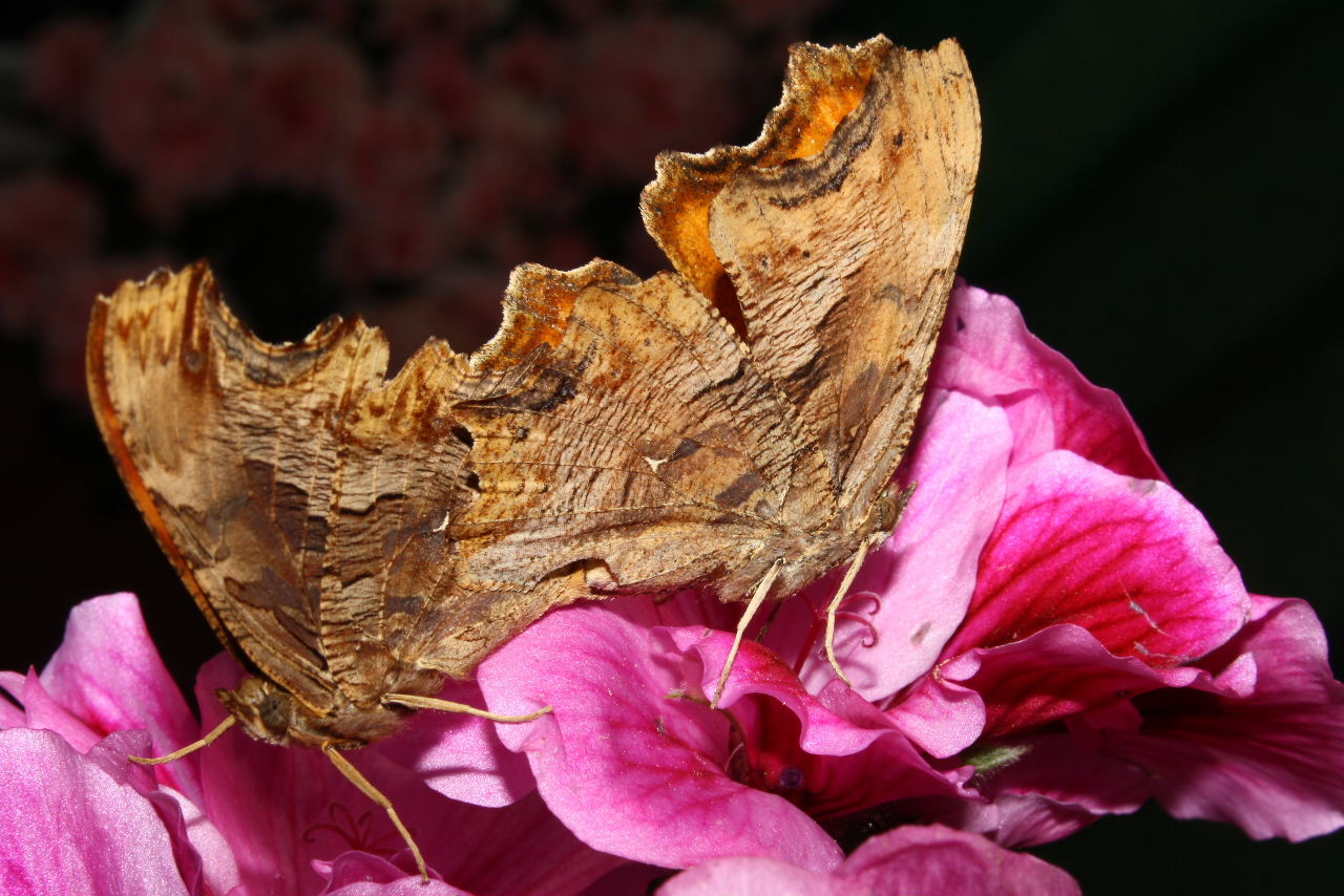 Polygonia egea ? - Si